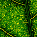 vista leaf