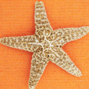 starfish